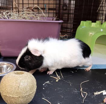 Rescue Guinea Pig Guinea Pigs for Adoption in Skyline, Minnesota - Oreo | PetCurious
